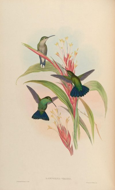 Lampornis viridis = Anthracothorax viridis - John Gould